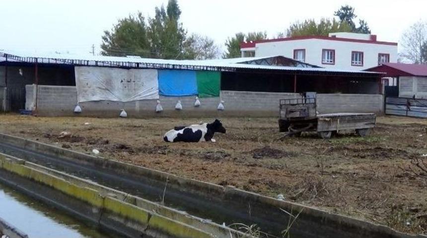 Osmaniye&rsquo;de Şap Karantinası