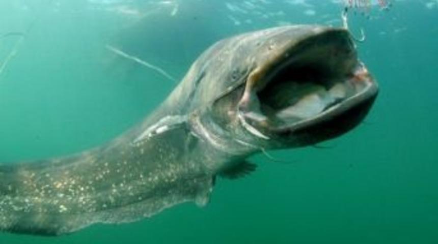 Yayın Balığı İmparator Yemeği &Ccedil;ıktı