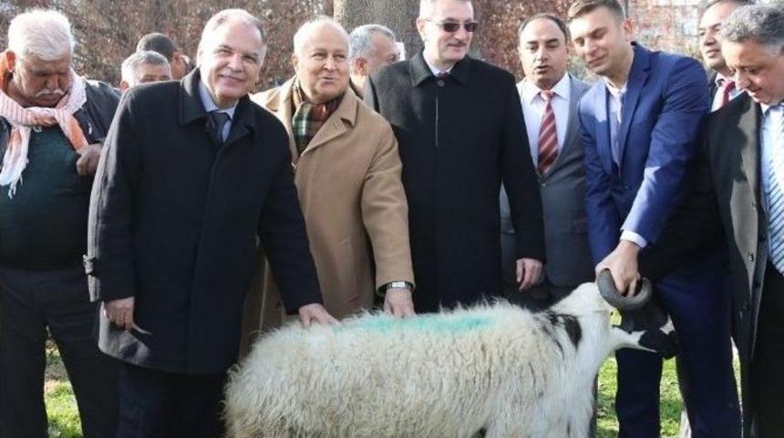 Safkan Damızlık Ko&ccedil;lar Sel&ccedil;uk&rsquo;ta Dağıtıldı