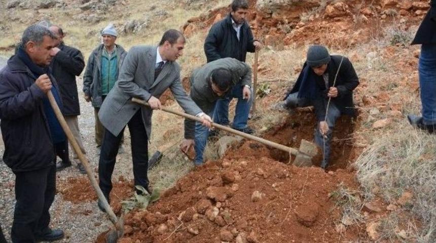 Tut İl&ccedil;esinde Dut Fidanı Dikimi Yapıldı