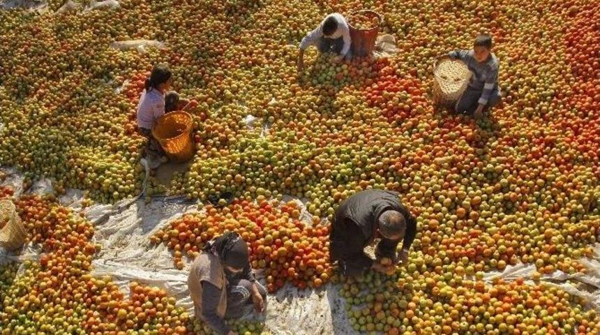 Milas&rsquo;ta 2016 Yılı &Ccedil;ks Kayıtları Başladı