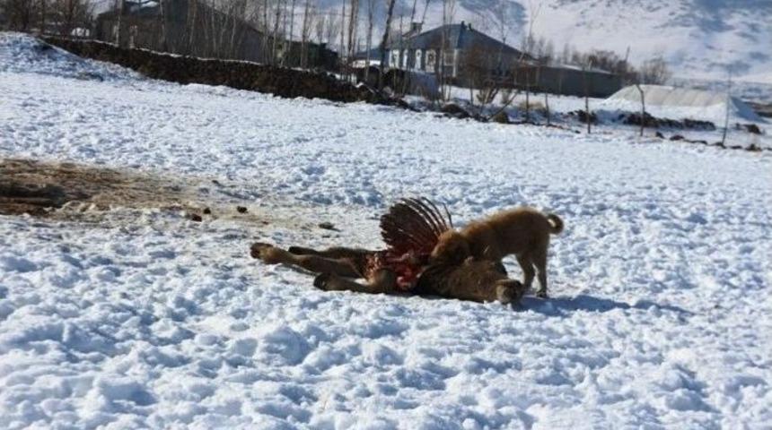 Sığır &Ccedil;i&ccedil;eği Hastalığından 10 Hayvan Telef Oldu