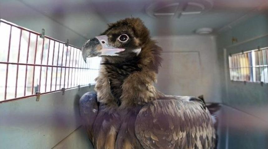 Kara Akbabalar Tedavi İ&ccedil;in Bursa&rsquo;da