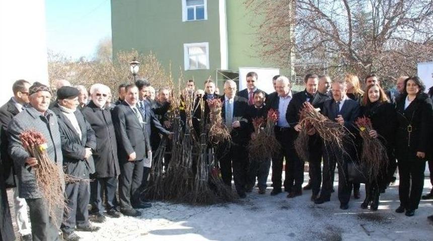 Tokat&rsquo;ta 17 Bin Ceviz, 228 Bin Adet Bağ &Ccedil;ubuğu Fidanı Dağıtıldı