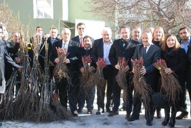 Tokat’ta 17 Bin Ceviz, 228 Bin Adet Bağ Çubuğu Fidanı Dağıtıldı