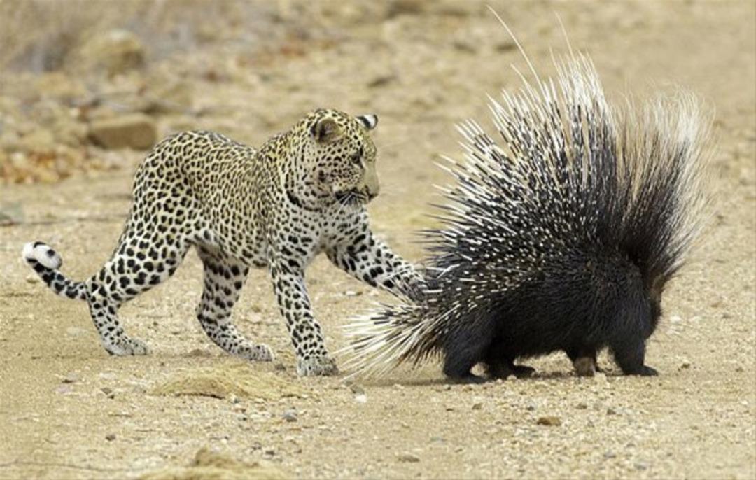 A&ccedil; leopar merakının esiri olunca...