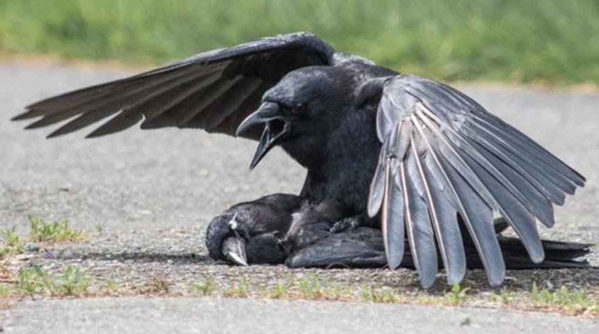 Çok ilginç tespit! Ölüsevici kargalar grup seksten bayağı hoşlanıyor