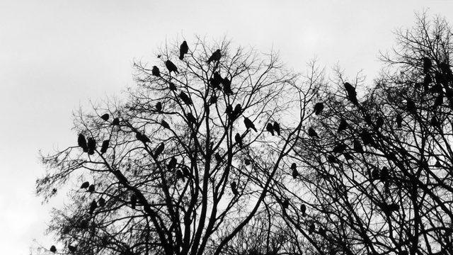 scary-crows-ravens-silhouettes-on-horror-trees_sxuy8sk5g_thumbnail-full01