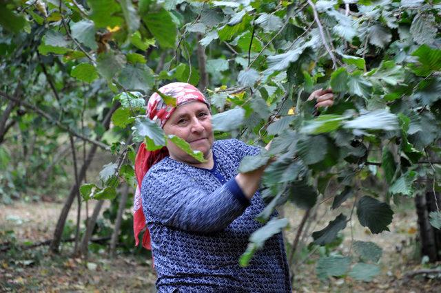 Trabzon'da fındık hasadı horonla başladı