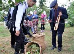 Trabzon'da fındık hasadı horonla başladı