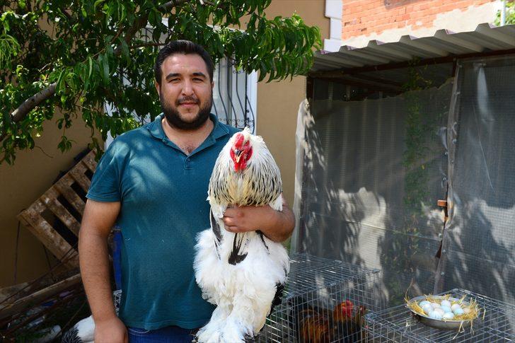 Yumurtası bile pahalı! Fiyatı dudak uçuklatıyor G1