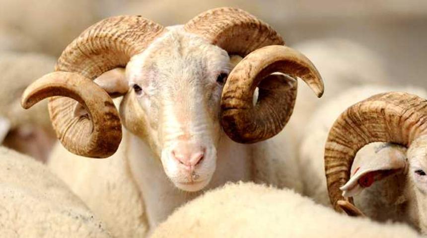 Kurban Bayramı ne zaman? 2018 Kurban Bayramı Ağustos'un kaçında başlıyor, kaçında bitiyor? Arife hangi gün?