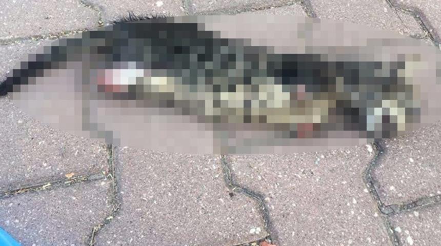 Yavru kedi ayakları kesilerek öldürüldü