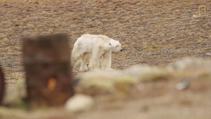 Tartışma yaratan görüntüler: Onu küresel ısınma bu hale getirdi G1