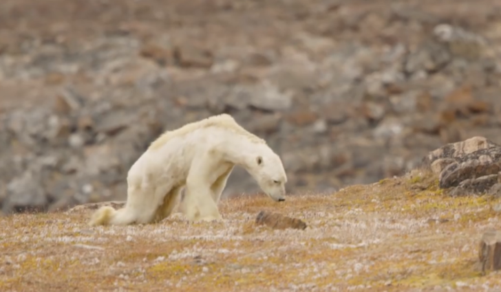 Tartışma yaratan görüntüler: Onu küresel ısınma bu hale getirdi G2