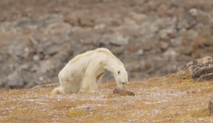 Tartışma yaratan görüntüler: Onu küresel ısınma bu hale getirdi G3