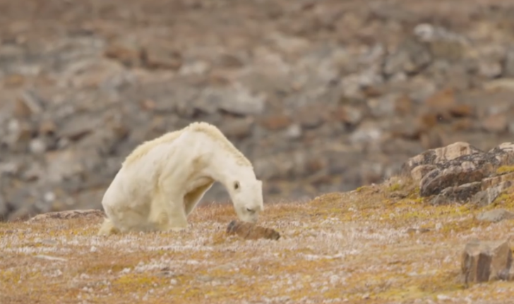 Tartışma yaratan görüntüler: Onu küresel ısınma bu hale getirdi G4