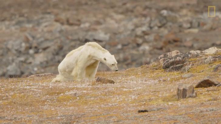 Tartışma yaratan görüntüler: Onu küresel ısınma bu hale getirdi G5