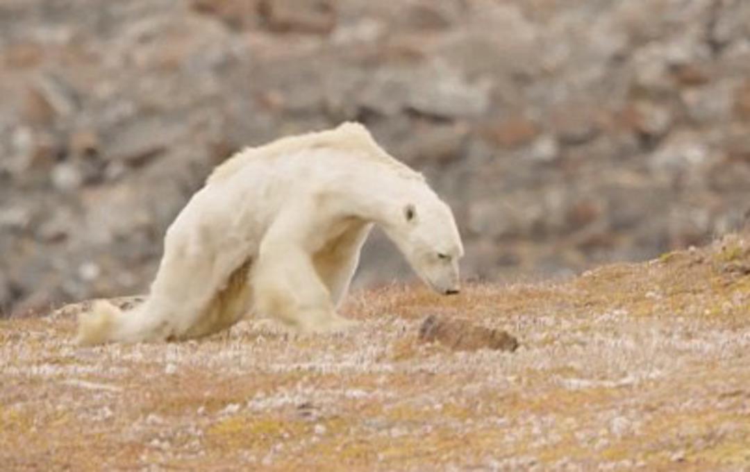 Tartışma yaratan g&ouml;r&uuml;nt&uuml;ler: Onu k&uuml;resel ısınma bu hale getirdi