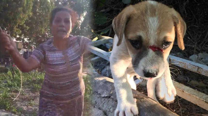 Kuşadasını ayağa kaldıran olay! Kadının, köpeklere yaptıkları dehşete düşürdü