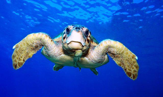 İnternetten caretta caretta kabuğundan tespih satışı