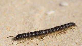 Anne-oğul çiğ kırkayak yediler! Sonrası korkunç...