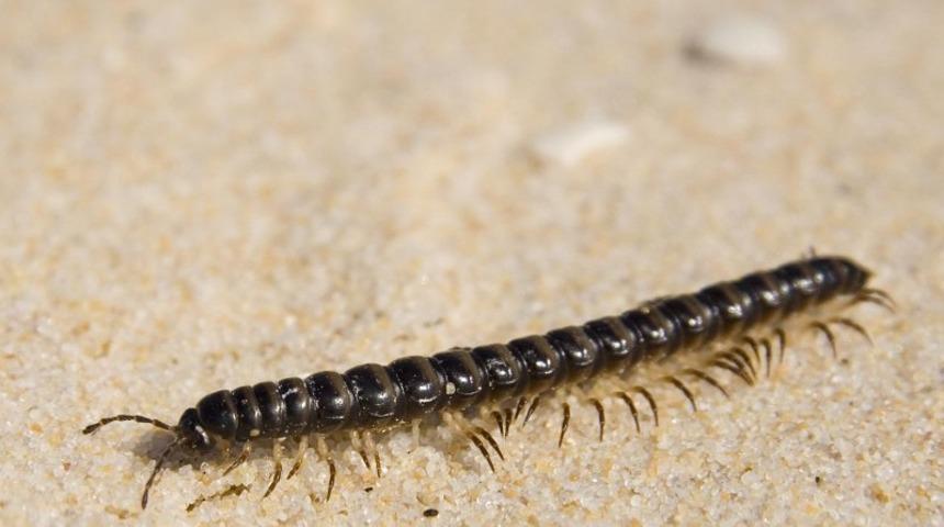 Anne-oğul çiğ kırkayak yediler! Sonrası korkunç...