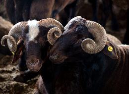 'En ucuz kurbanlıklar Adana'da'