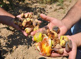 İnciri yağmur vurdu