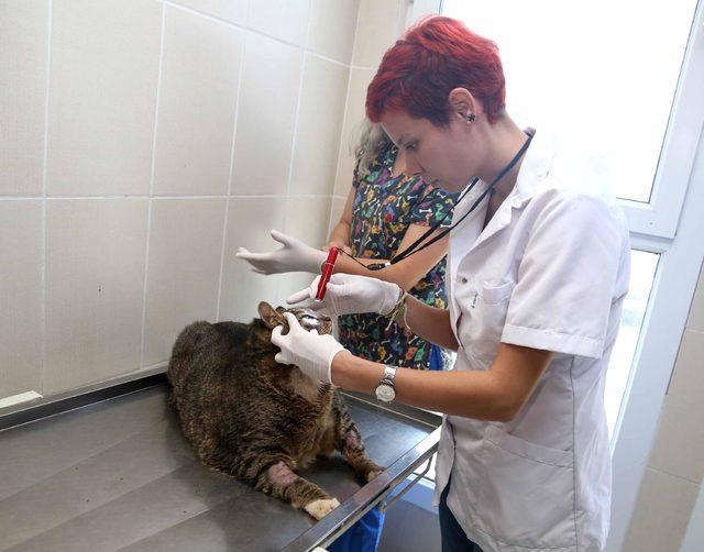 Obez kedi diyete başlatıldı