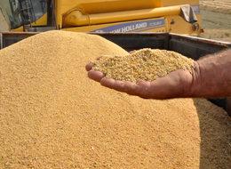 Tatvan’da ilk kinoa hasadı yapıldı