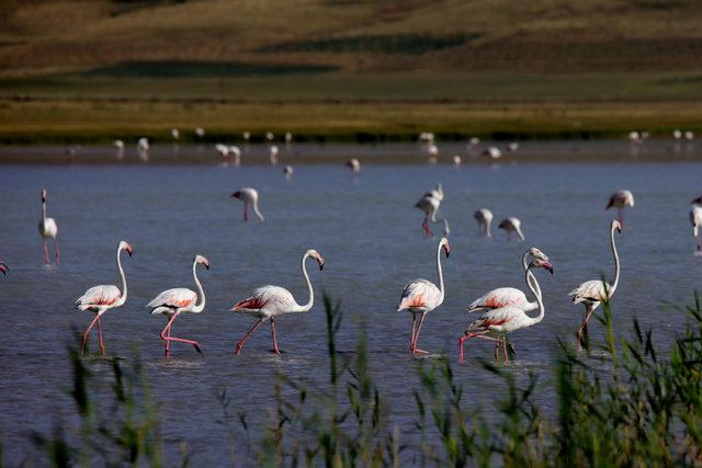 Flamingolar Van Gölü'nde