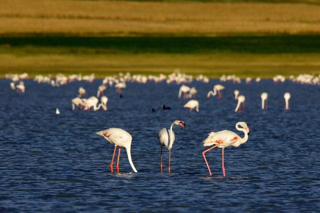 Flamingolar Van Gölü'nde