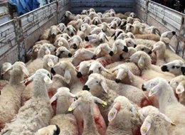 Bakan Pakdemirli kurbanlık varlığını açıkladı