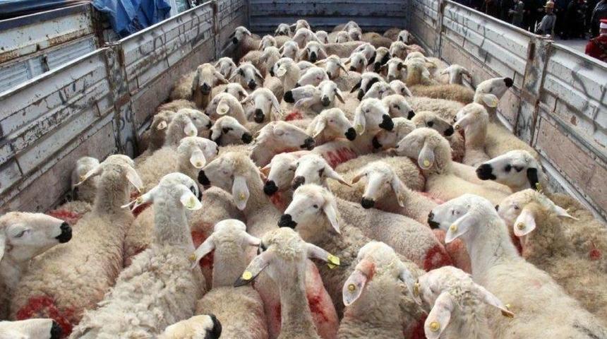 Bakan Pakdemirli kurbanlık varlığını açıkladı