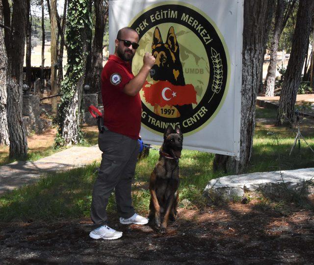 Bu köpekler, 10 bin koku içerisinden uyuşturucu kokusunu ayırt ediyor