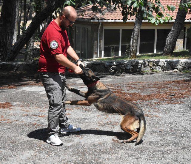 Bu köpekler, 10 bin koku içerisinden uyuşturucu kokusunu ayırt ediyor