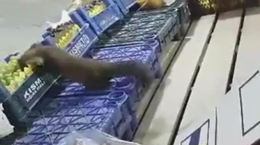 Malatya'da sansar, markette üzüm yerken görüntülendi