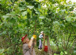 Bahçedeki fındık üreticisinin gözü kulağı TMO'da