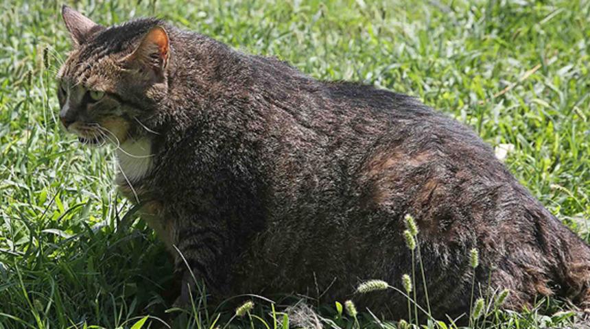 19 kiloluk obez kedi 'Taci' üzerinden hayvanseverlere önemli uyarı