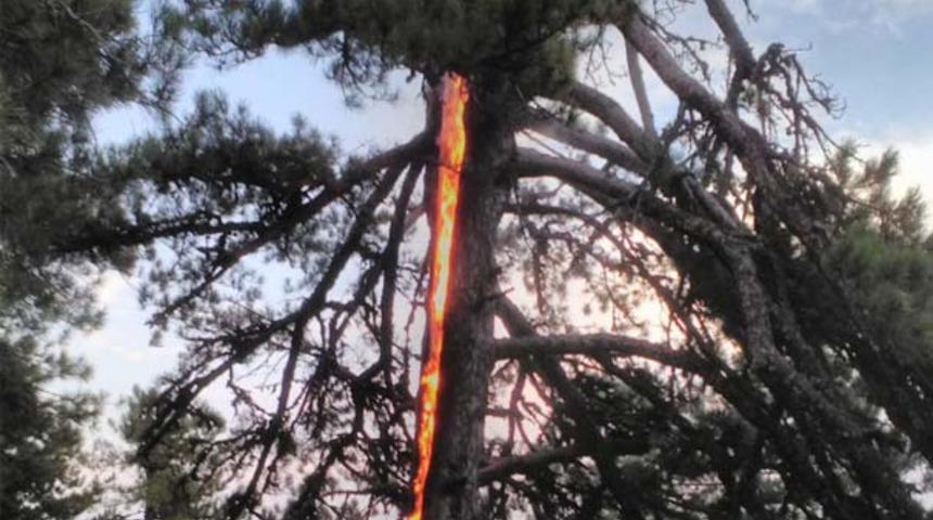 Aydın'da yıldırım düşen ağaç yandı