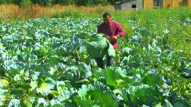 Fideleri Batman'da, lahanaları Muş'ta yetiştiriyor