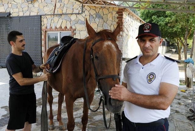 Antalya Emniyeti'nin Kraliçe adlı atı, ikinci emekliliğini bekliyor