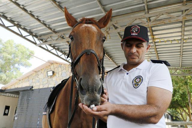 Antalya Emniyeti'nin Kraliçe adlı atı, ikinci emekliliğini bekliyor