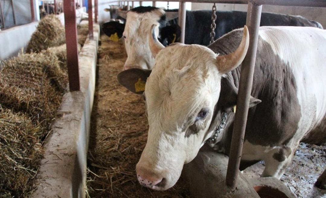 Kurbanlık alırken dikkat etmeniz gerekenler