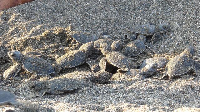Yavru kaplumbağaların denize yolculuğu başladı