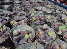 Dünyada sadece Bursa'da yetişiyor! Bir çok ülkeye ihraç ediliyor
