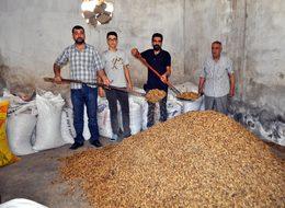 Kuru dut rekoltesi 300 tondan 40 tona düştü