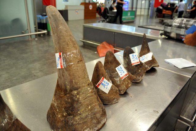 Atat&uuml;rk Havalimanı nda gergedan boynuzu operasyonu 4