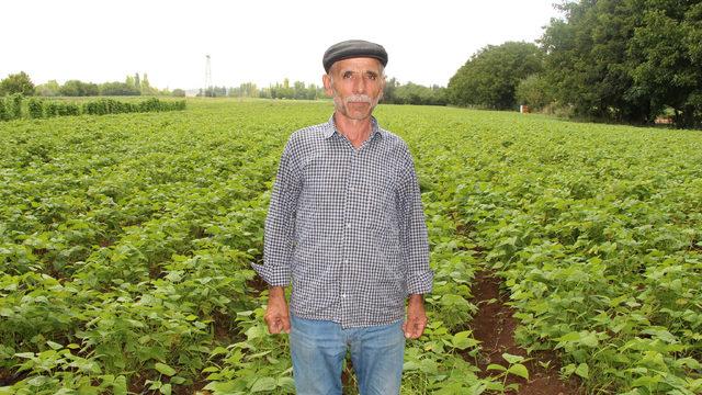 Fiyatlar, fasulye üreticisinin yüzünü güldürdü